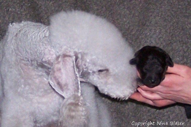 Svet & Arlequin 20102008-1.JPG